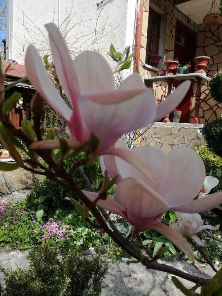 Veselata Guest House Dolna Banya Exterior foto